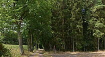 Naturschutzgebiet Ottinger Ochsenmoor bietet ein nicht standorttypischem Nadelforststück. Foto: Joachim Looks ©