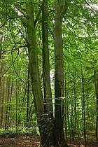 Die Drillingsbuche im Scheeßeler Holz ist ein geschütztes Naturdenkmal. Foto: Joachim Looks ©