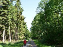 Wald im Umbruch: der Thörenwald. Foto: Joachim Looks ©